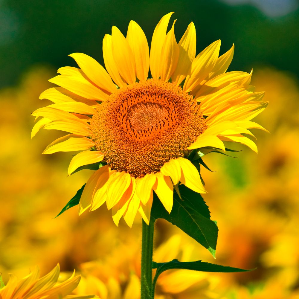 PHI Essences - Sonnenblume Wildblüten Essenz