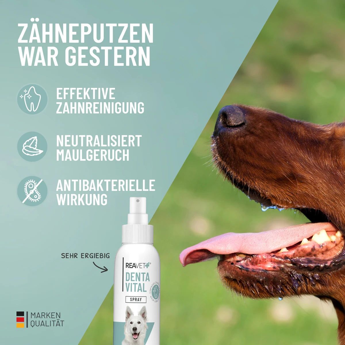 Sprayflasche Denta Vital Spray neben einem Hundemaul. Text: Effektive Zahnreinigung, neutralisiert Maulgeruch, antibakterielle Wirkung.