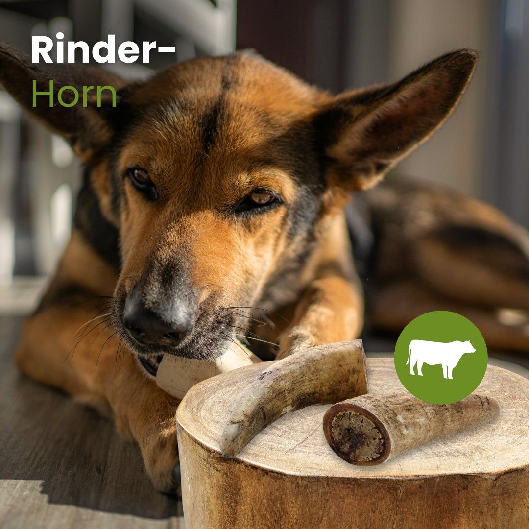 Hund kaut auf einem Rinderhorn, daneben liegen zwei Hälften eines Rinderhorns.