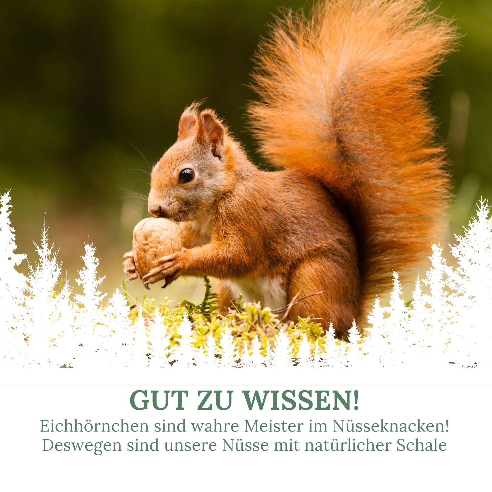Ein Eichhörnchen hält eine Nuss. Text: Gut zu wissen! Eichhörnchen sind wahre Meister im Nüsseknacken!