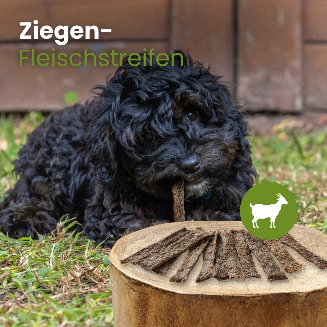 Kleiner Hund kaut auf Ziegen-Fleischstreifen, Produkt liegt auf Baumstamm.