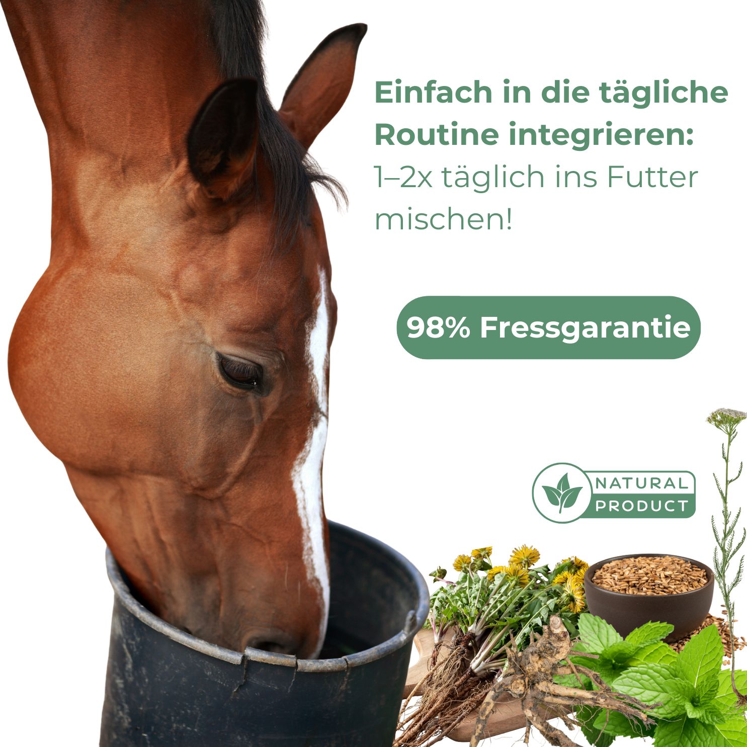 Pferd frisst aus einem Eimer. Kräuter und Wurzeln liegen daneben. Text: Einfach in die tägliche Routine integrieren.