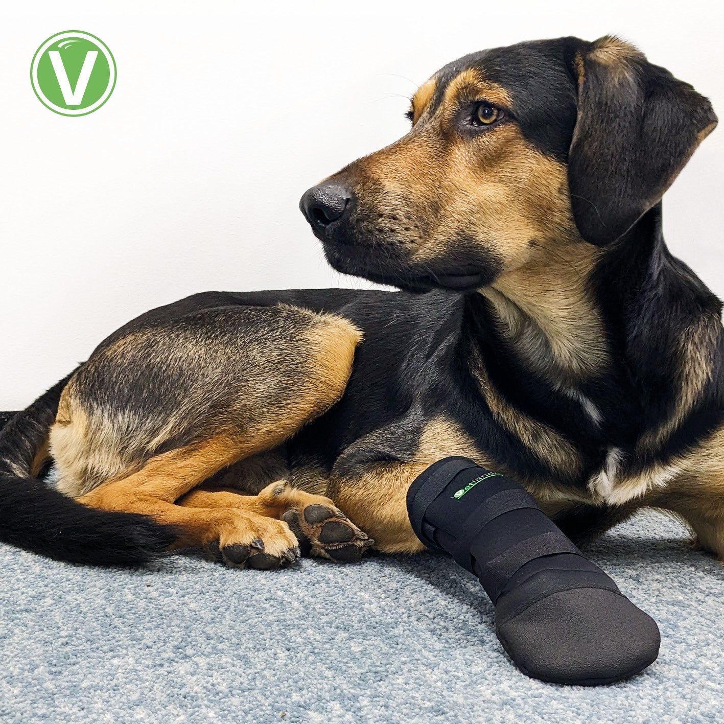 Ein Hund liegt mit einem schwarzen Pfotenschutzschuh. Der Schuh ist am Vorderbein befestigt. Logo 'Vetlando'.