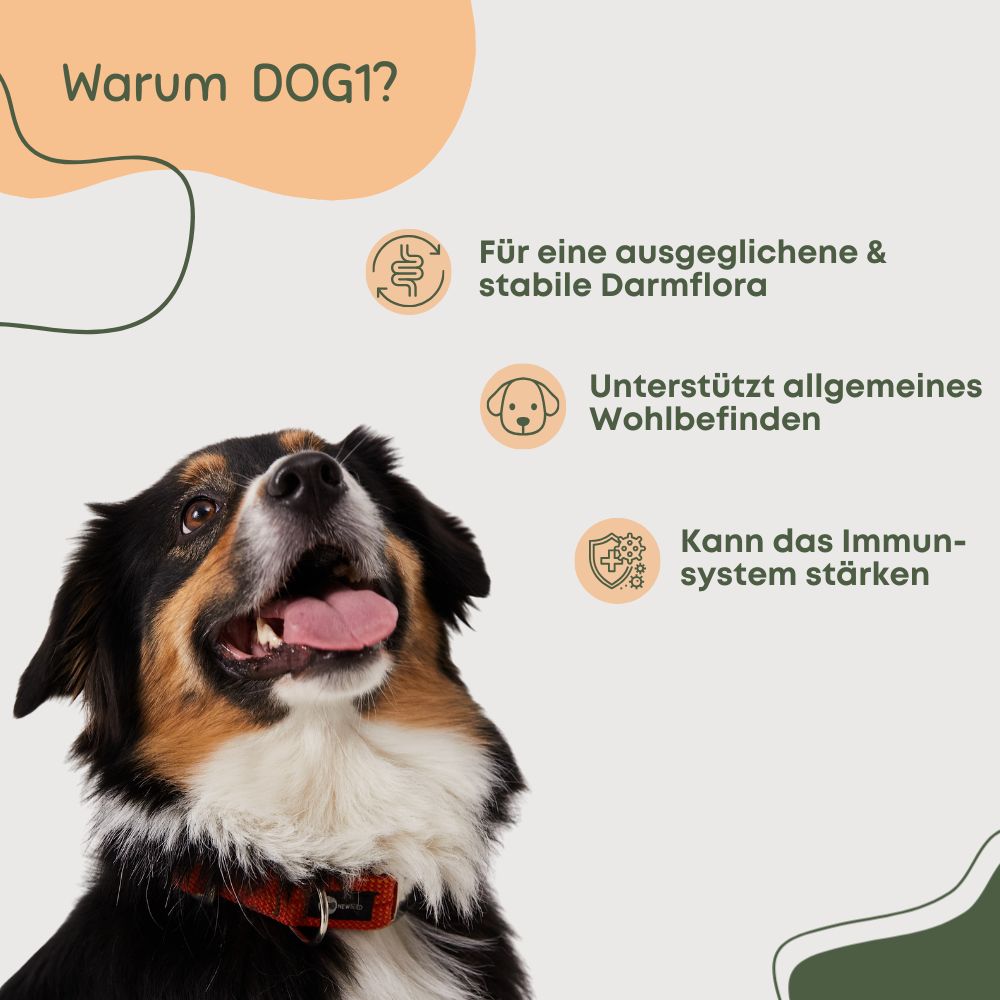 Hund blickt nach oben. Text: Warum DOG1? Für eine ausgeglichene & stabile Darmflora. Unterstützt allgemeines Wohlbefinden. Kann das Immunsystem stärken.