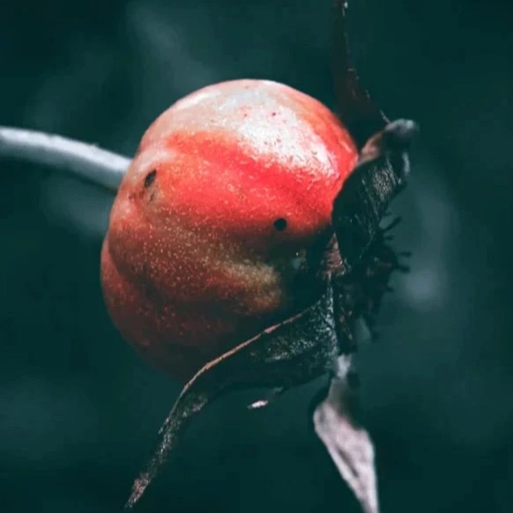 Zero Skin Glättendes Anti-Age Öl, glättend nährend für trockene und reife Haut