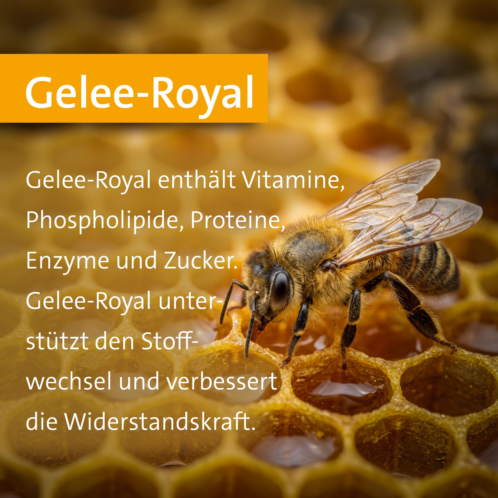 Eine Biene auf einer goldenen Wabe. Text: Gelee-Royal. Gelee-Royal enthält Vitamine, Phospholipide, Proteine, Enzyme und Zucker. Gelee-Royal unterstützt den Stoffwechsel und verbessert die Widerstandskraft.