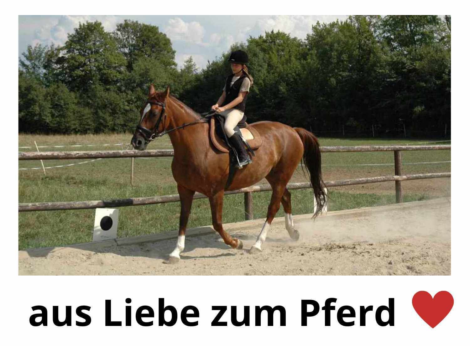 Riding World Rückenschoner