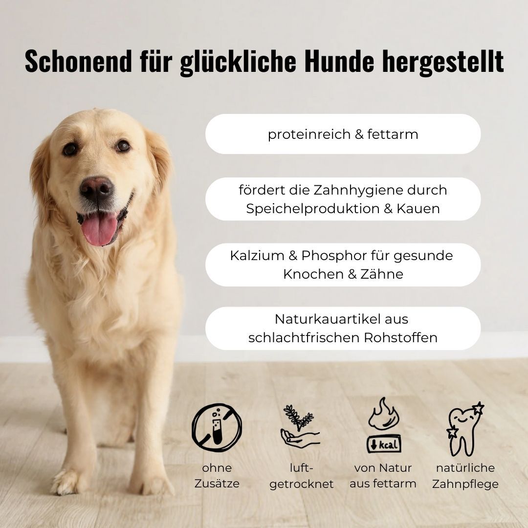Golden Retriever Hund steht neben Infoboxen mit Produktmerkmalen.