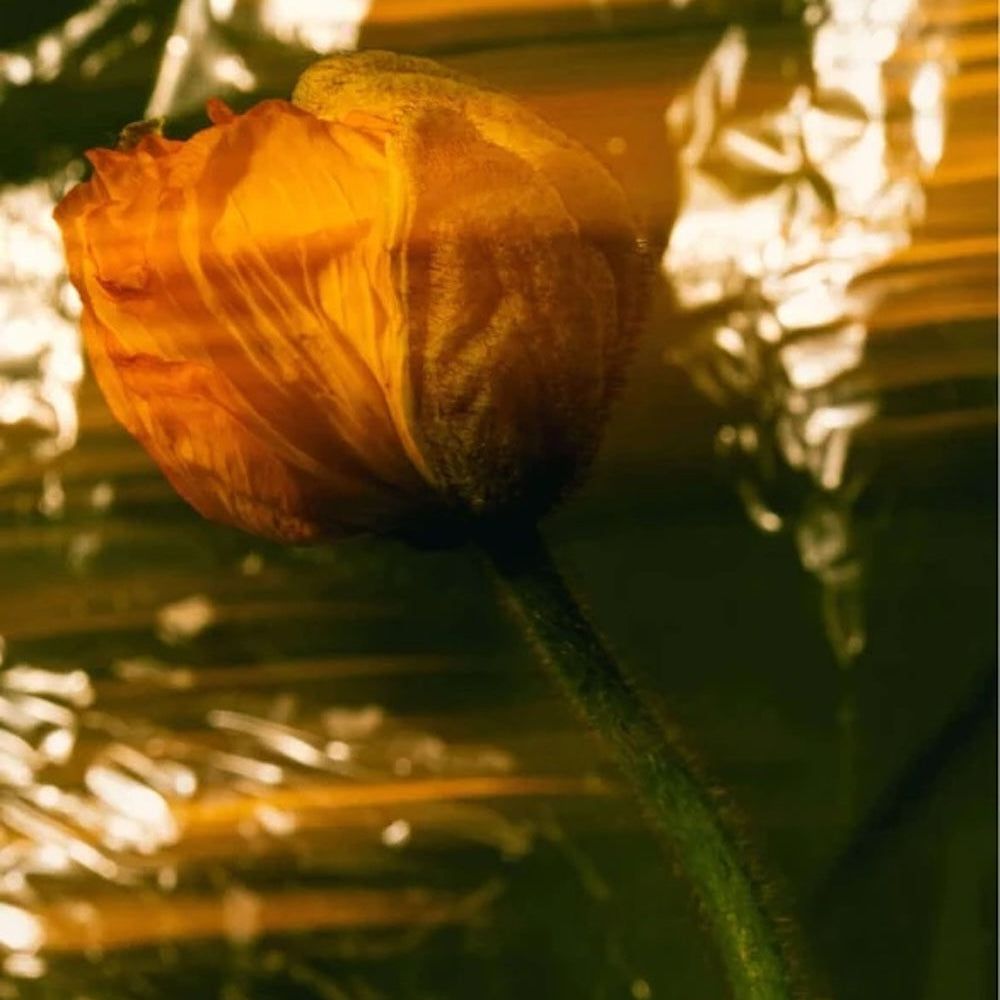 Zero Skin Nährende Tagespflege parfümfrei,nährend schützend für trockene und reife Haut