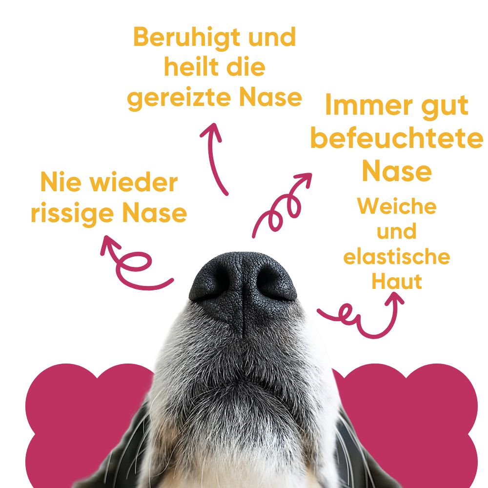 Nahaufnahme einer Hundeschnauze mit Pfeilen, die auf Vorteile wie beruhigte und hydrierte Nase hinweisen.