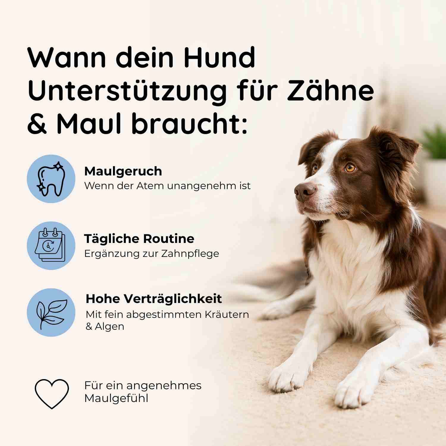 Hund braucht Unterstützung für Zähne & Maul: Bei Mundgeruch, täglicher Routine, hoher Verträglichkeit. Für ein angenehmes Maulgefühl.