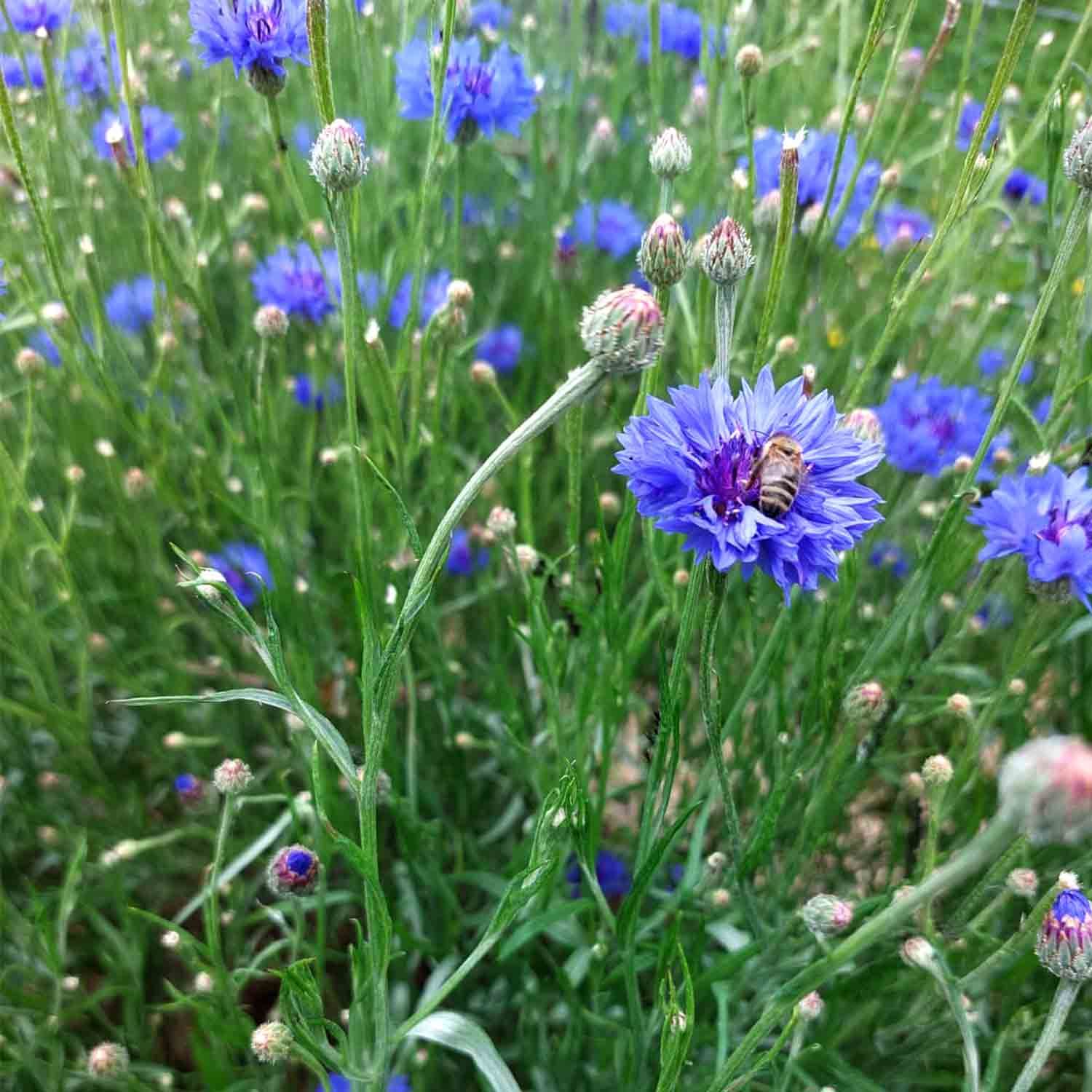 tea exclusive - Familientee Tee bio Alpenkräuter