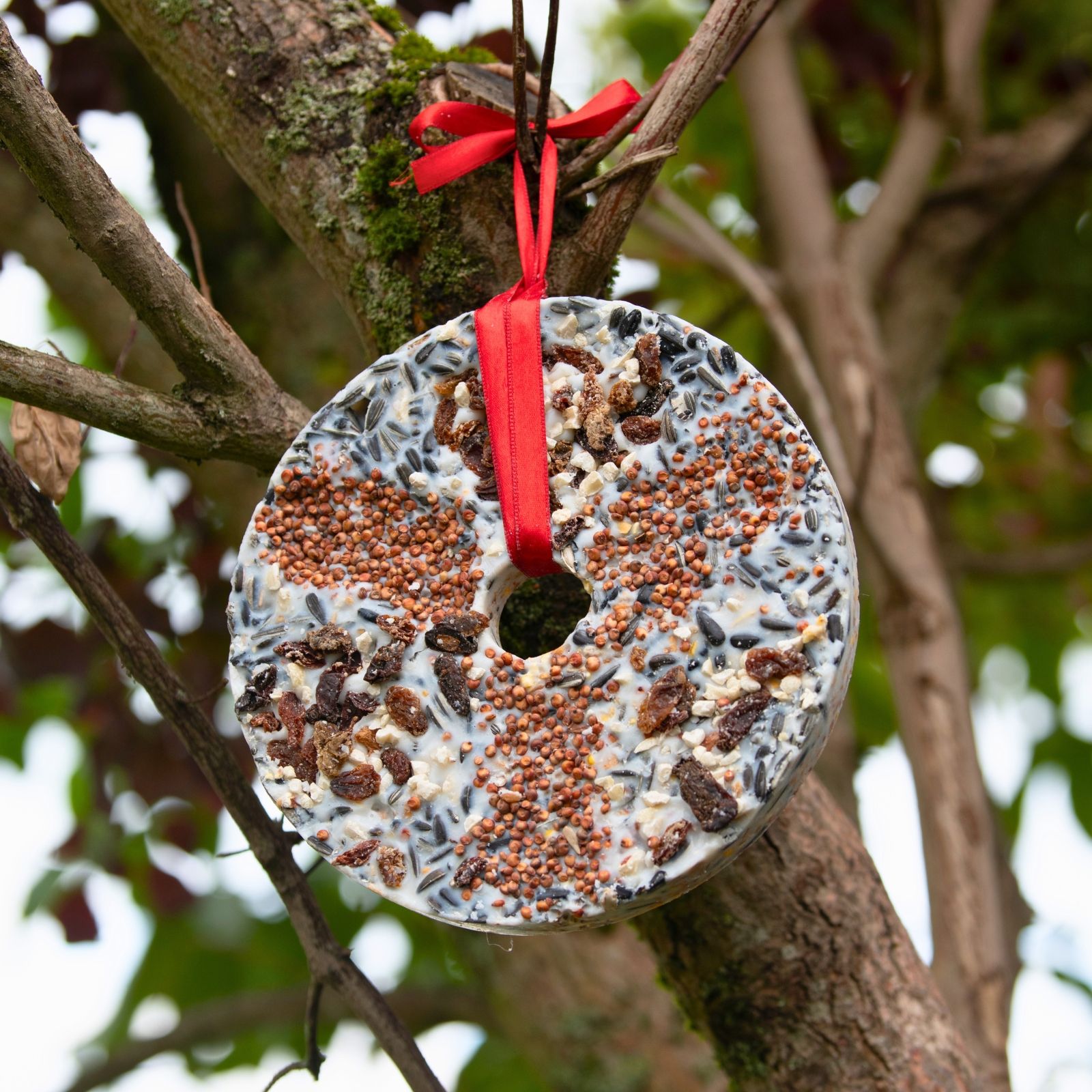 Runder Vogelfutter-Ring mit roten Band zum Aufhängen, hängt an einem Baum.