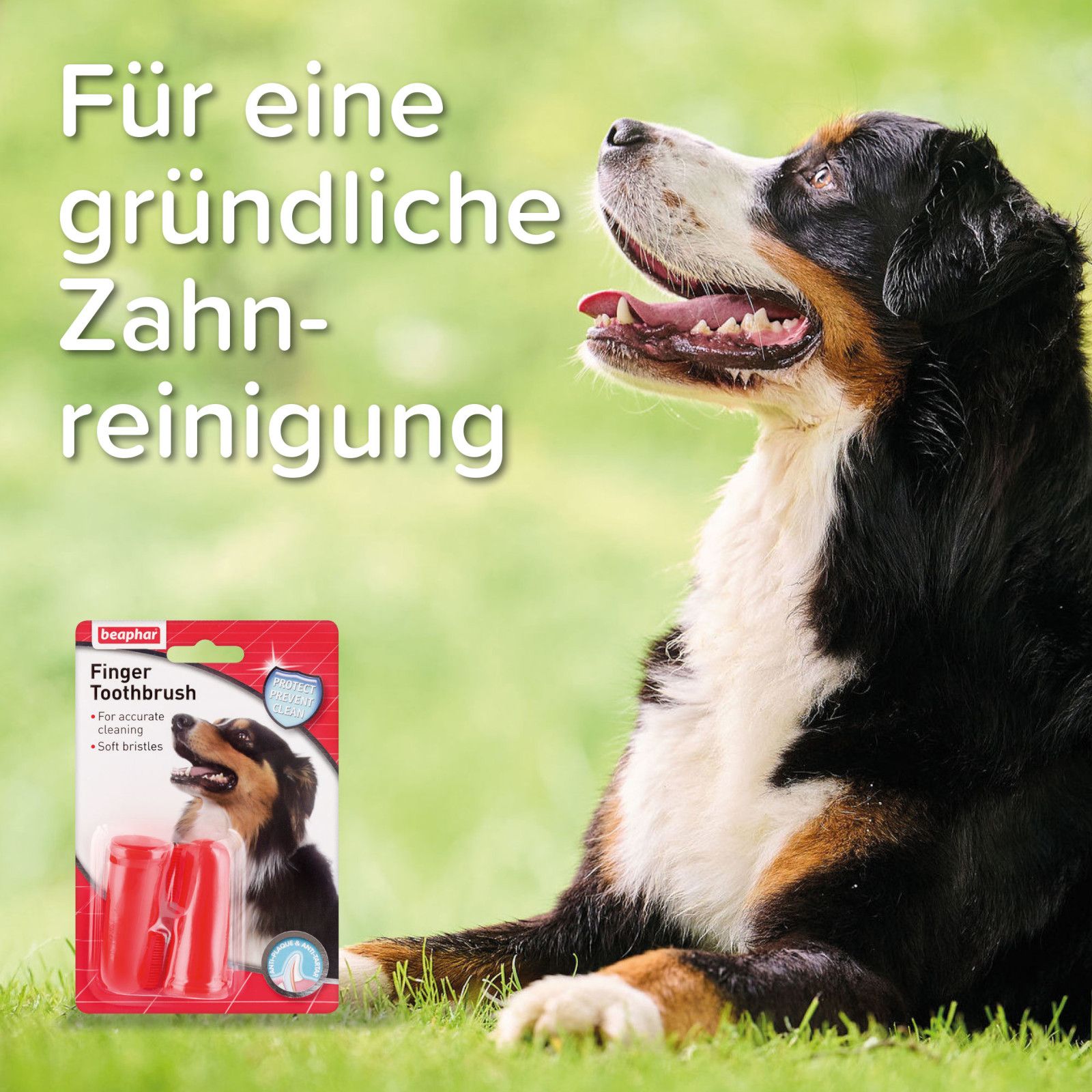 Roter Fingerzahnbürste-Packung neben Hund auf Gras. Text: Für eine gründliche Zahnreinigung. Beaphar.
