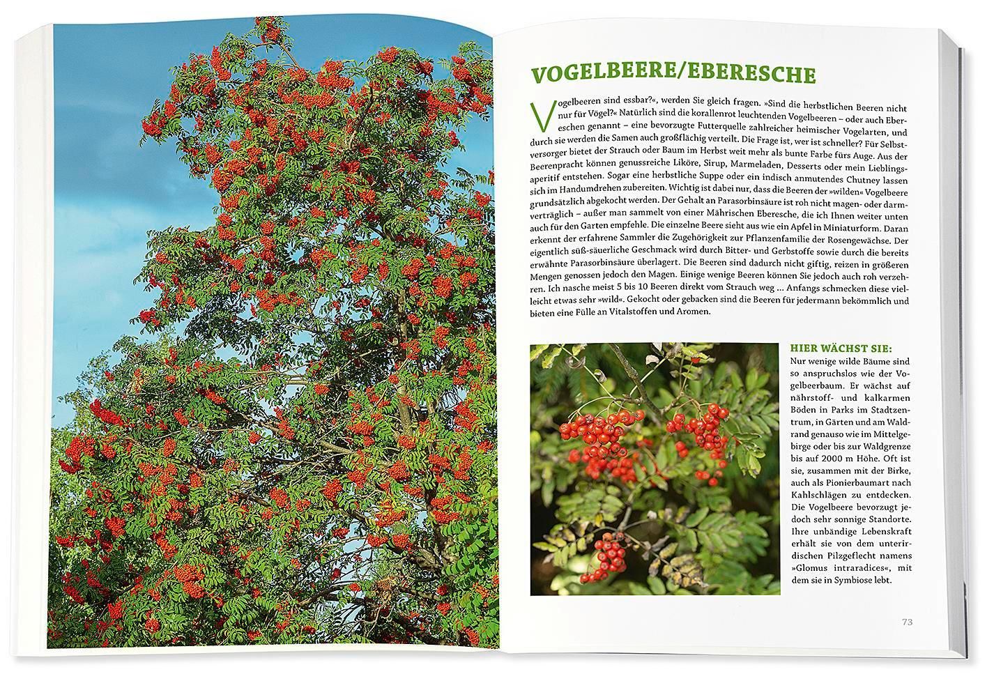 Buch, offene Doppelseite. Text und Bilder von Vogelbeeren und Eberesche. Auf der rechten Seite ein Foto von Vogelbeeren.