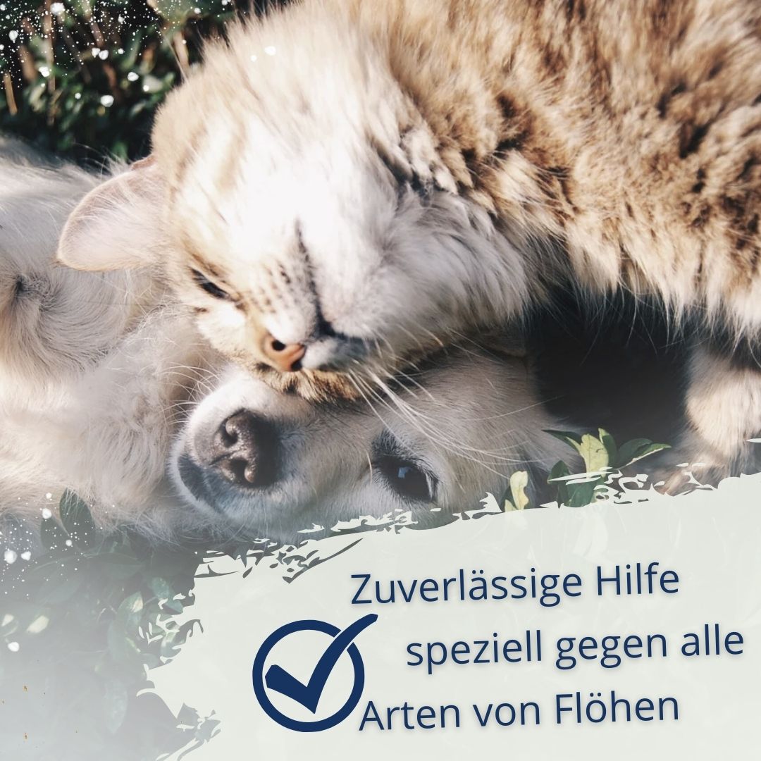 Ein Hund und eine Katze liegen eng aneinander, mit Text über Flohschutz.