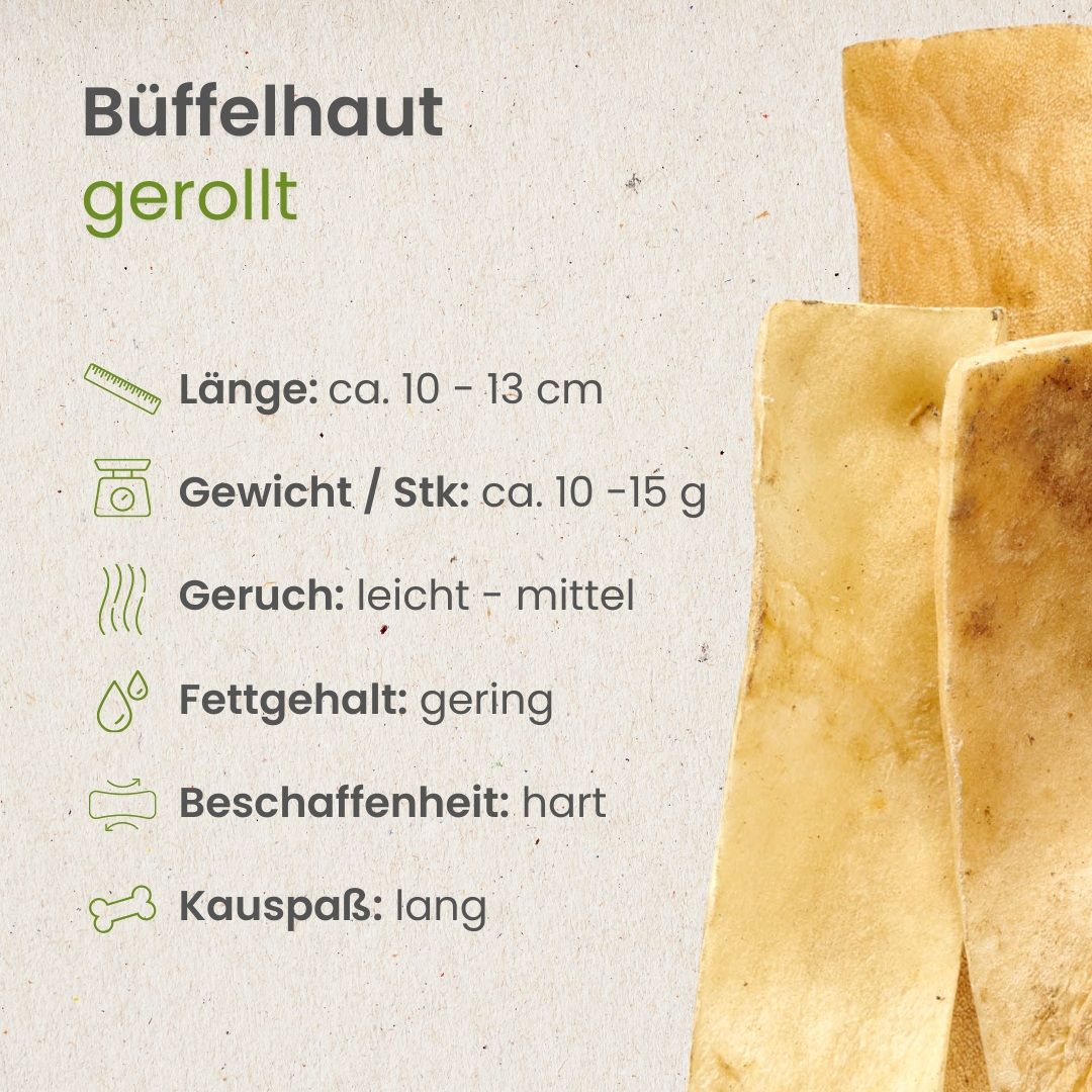 Beagle kaut auf gerollten Büffelhaut-Kauartikeln, auf Holzstamm.