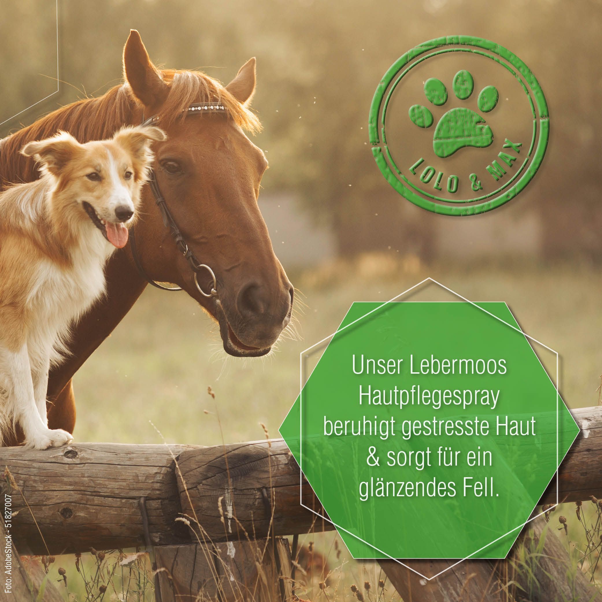 Hund und Pferd an einem Zaun. Grünes Logo: Pfote, Lolo & Max. Text: Unser Lebermoos Hautpflegespray beruhigt gestresste Haut & sorgt für glänzendes Fell.