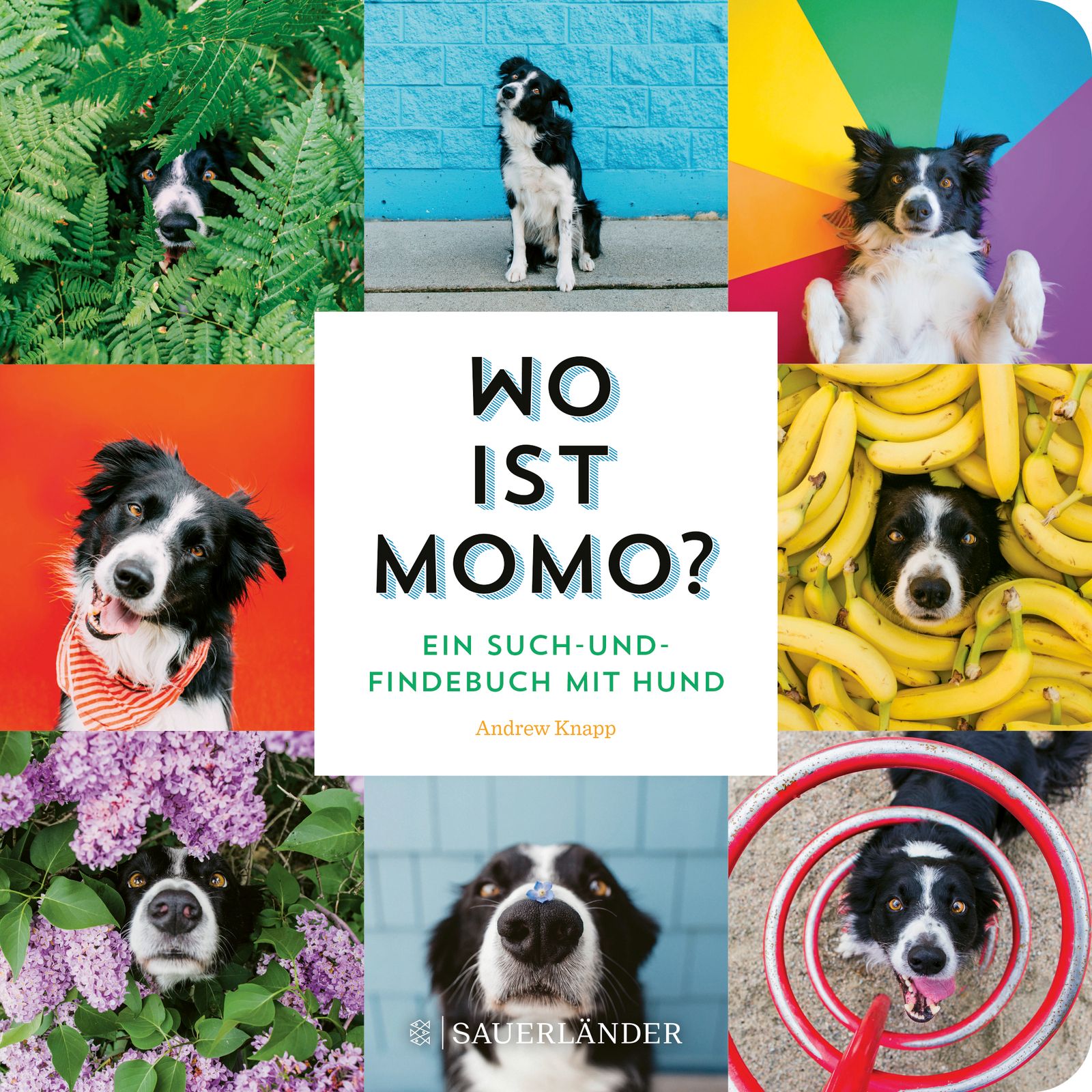 Buchcover mit Collage von Momo, dem Hund, in verschiedenen Umgebungen. Titel: Wo ist Momo? Ein Such- und Findebuch.