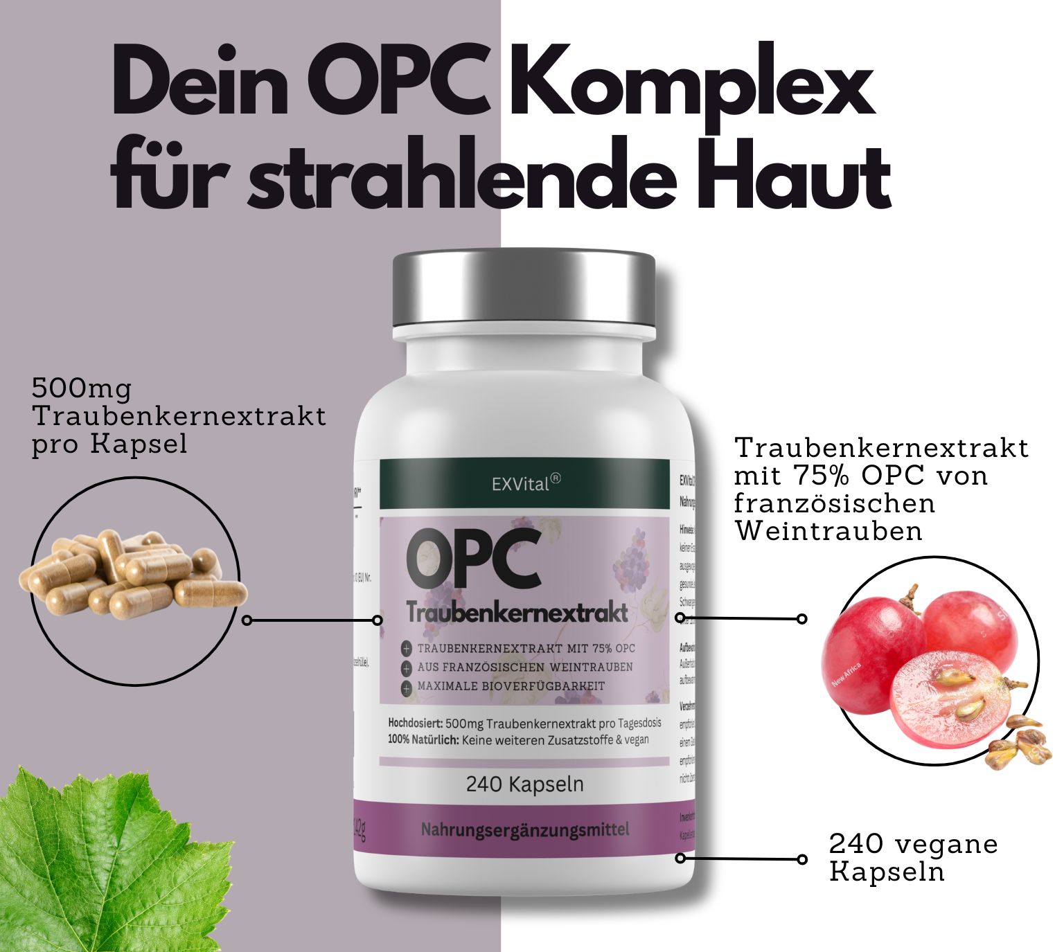 Weiße Flasche mit EXVital OPC Traubenkernextrakt Kapseln. 240 Kapseln. 500mg pro Kapsel. Traubenkernextrakt mit 75% OPC aus französischen Weintrauben.