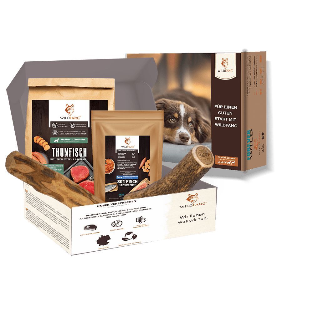 Geschenkbox mit Hundefutter und Kauartikel. Enthält Tüten mit Futter, Kauartikel und eine Box mit Hundefoto.