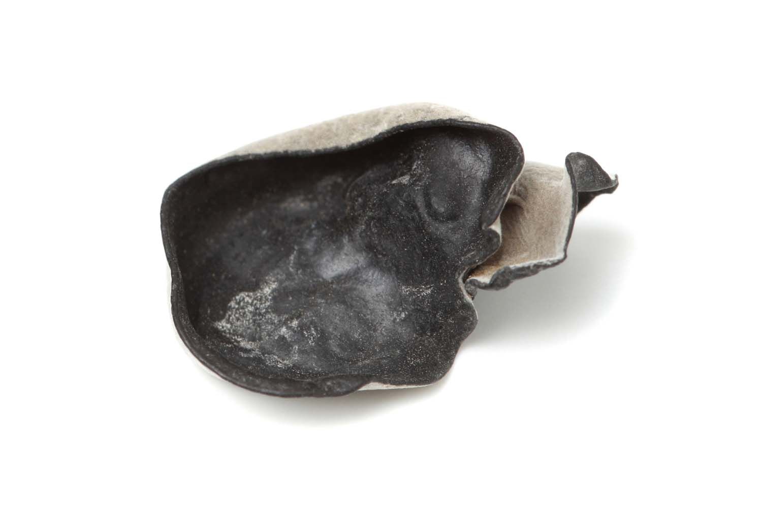 Getrockneter Pilz, schwarz und beige. Die Form ist unregelmäßig und erinnert an ein Ohr. Auf weißem Hintergrund.