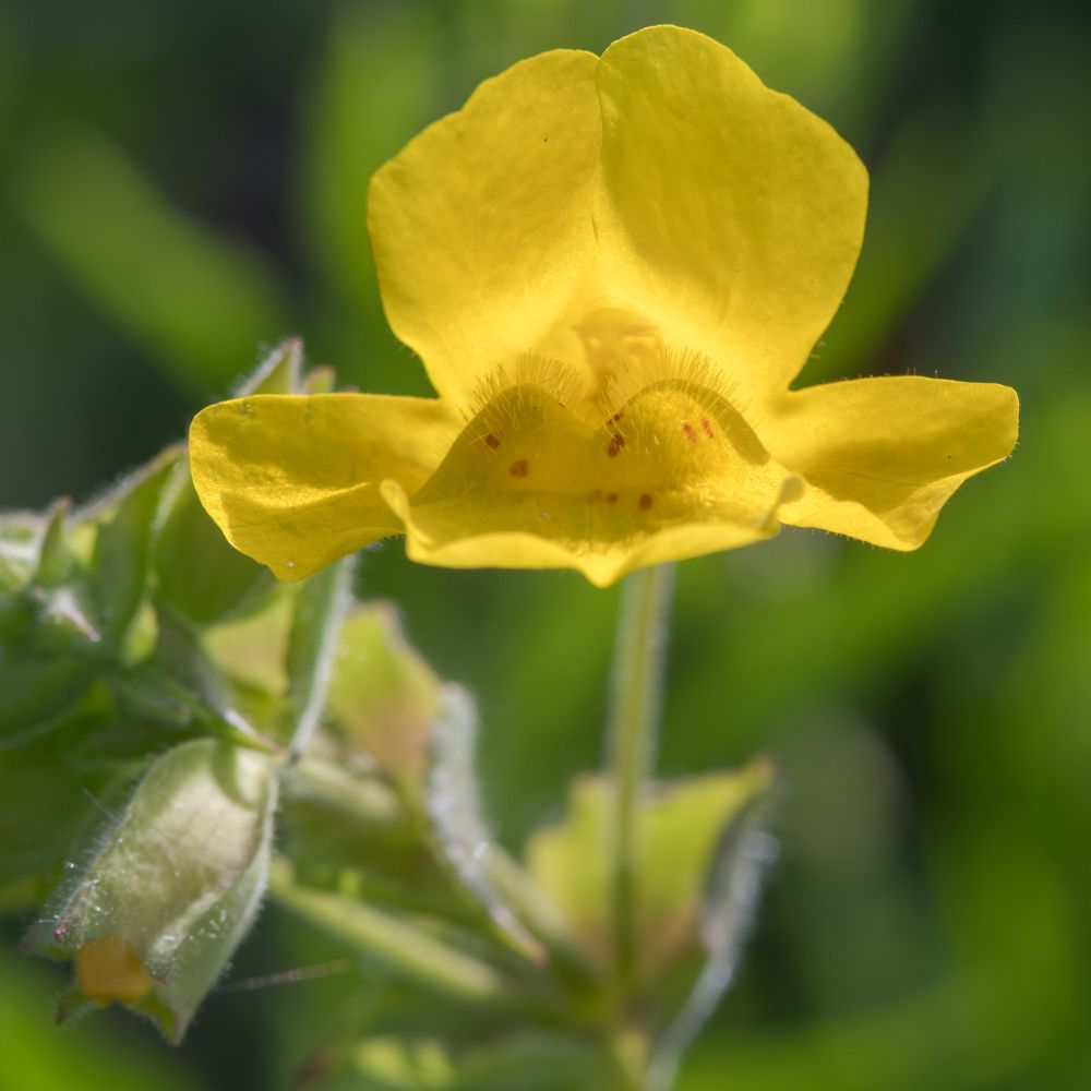 Nahaufnahme einer gelben Mimulus-Blüte. Die Blüte hat eine trompetenartige Form und ist von grünen Blättern umgeben.