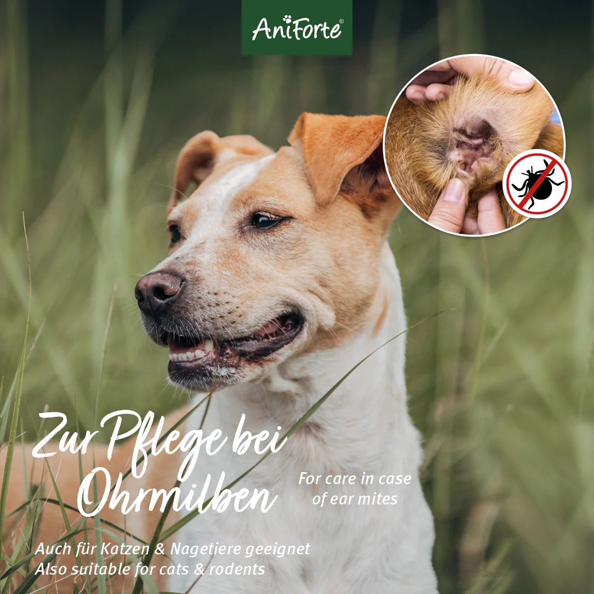 Hund im Gras. Im Hintergrund ein Ohr, das mit Fingern behandelt wird. Text: Zur Pflege bei Ohrmilben. Auch für Katzen & Nagetiere geeignet. Symbol: Zecke mit rotem Kreuz.