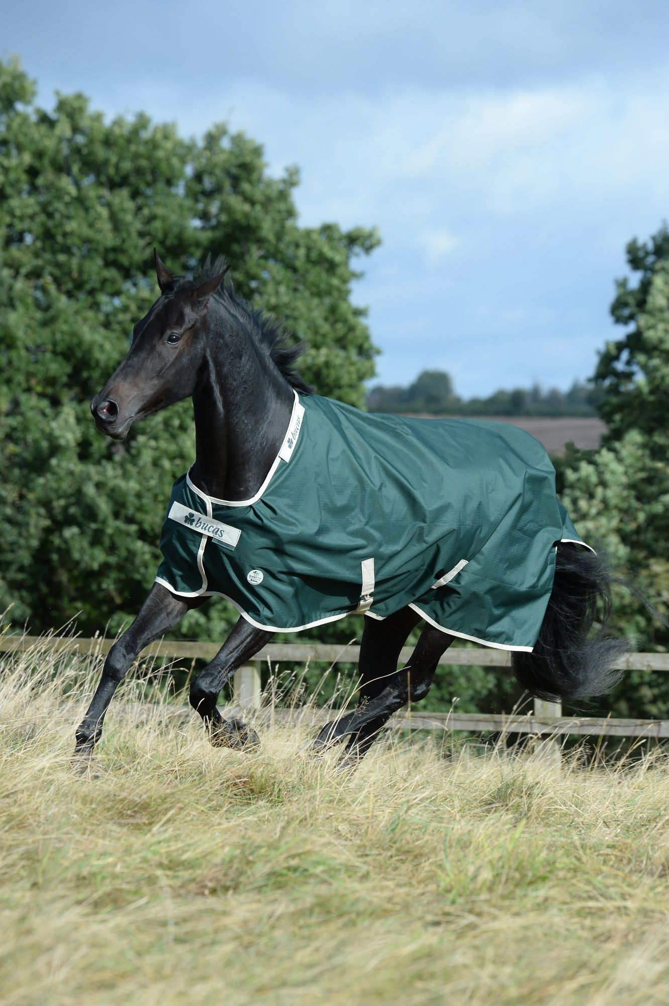 Schwarzes Pferd trägt grüne Decke mit weißem Rand. Logo "Bucas" auf Brust. Pferd rennt über Wiese.