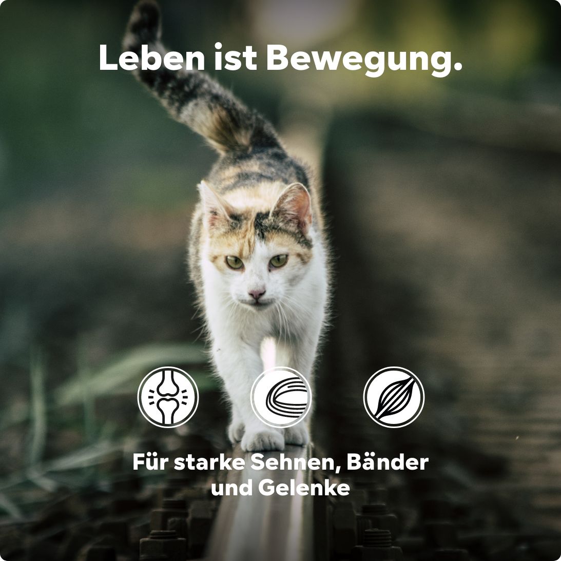 Gelenkpulver Senior HGMforte speziell für alte Katze von Tierarzt Dr. Knoop