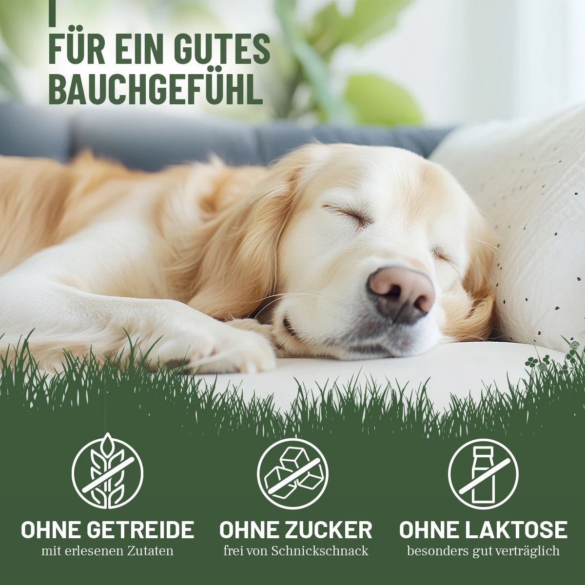Hund schläft auf Couch. Text: Für ein gutes Bauchgefühl. Ohne Getreide, Zucker, Laktose.