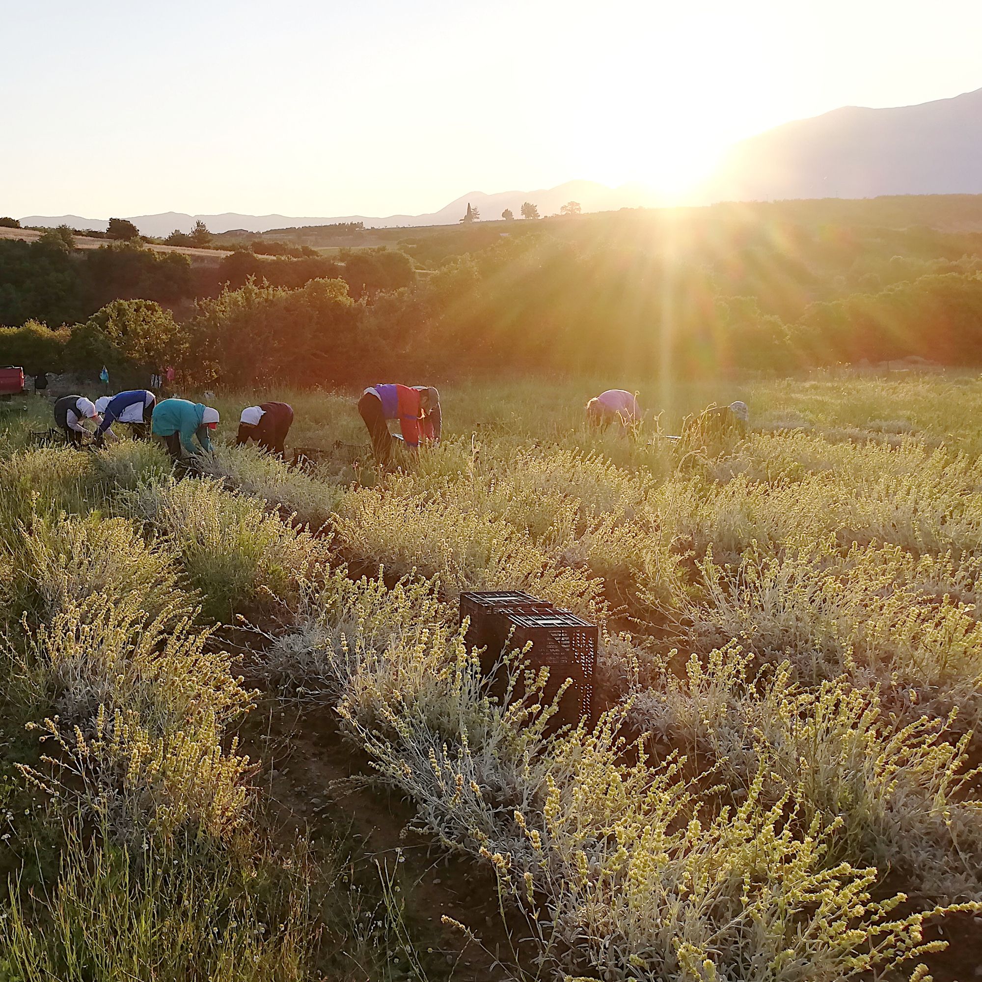 Menschen ernten Bergtee-Pflanzen auf einem Feld. Sonnenuntergang. Kisten mit Pflanzen.