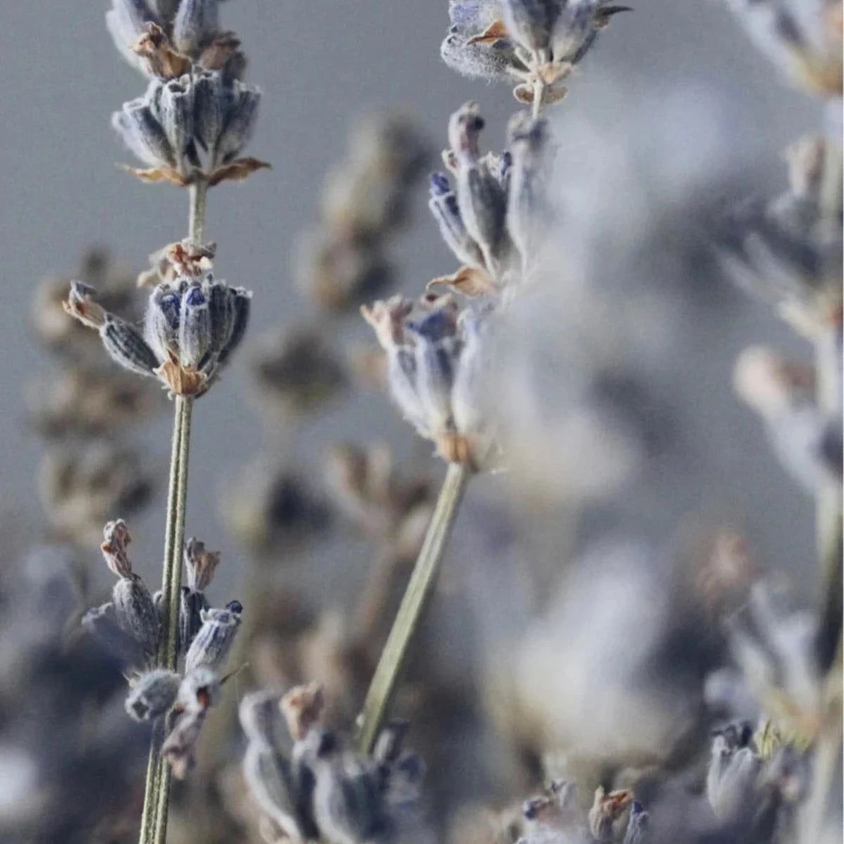 Zero Skin Sojawachskerze "Lavender Sanctuary", entspannend und beruhigend für Wohlfühlmomente
