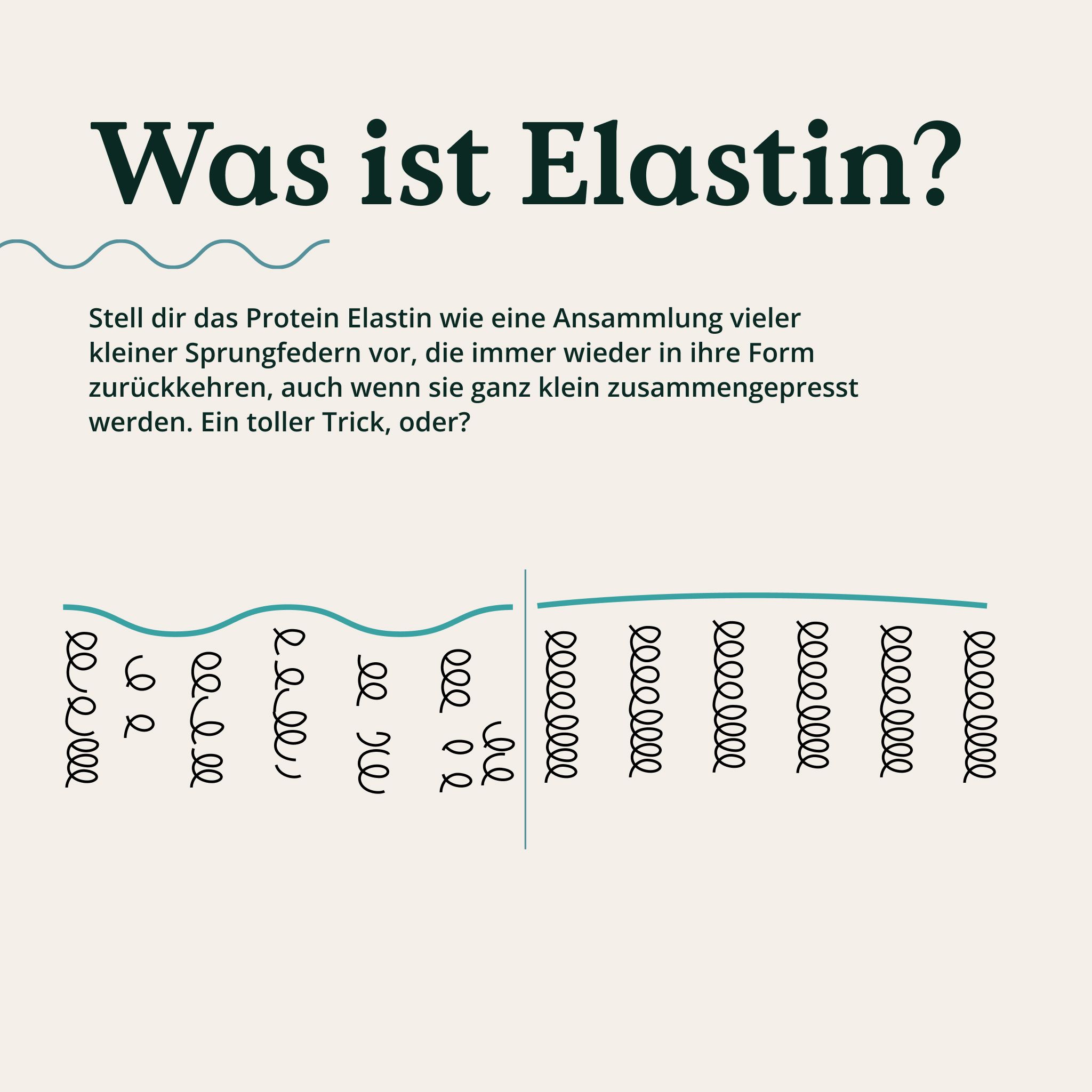 Grafik veranschaulicht Elastin als kleine Sprungfedern, die in ihre Form zurückkehren.