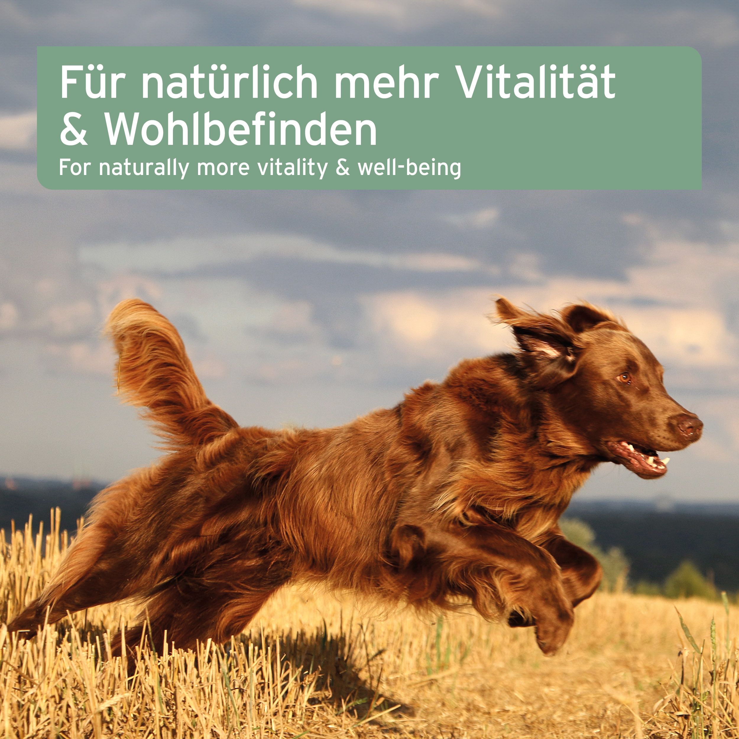 Brauner Hund springt über Feld. Text: Für natürlich mehr Vitalität & Wohlbefinden.