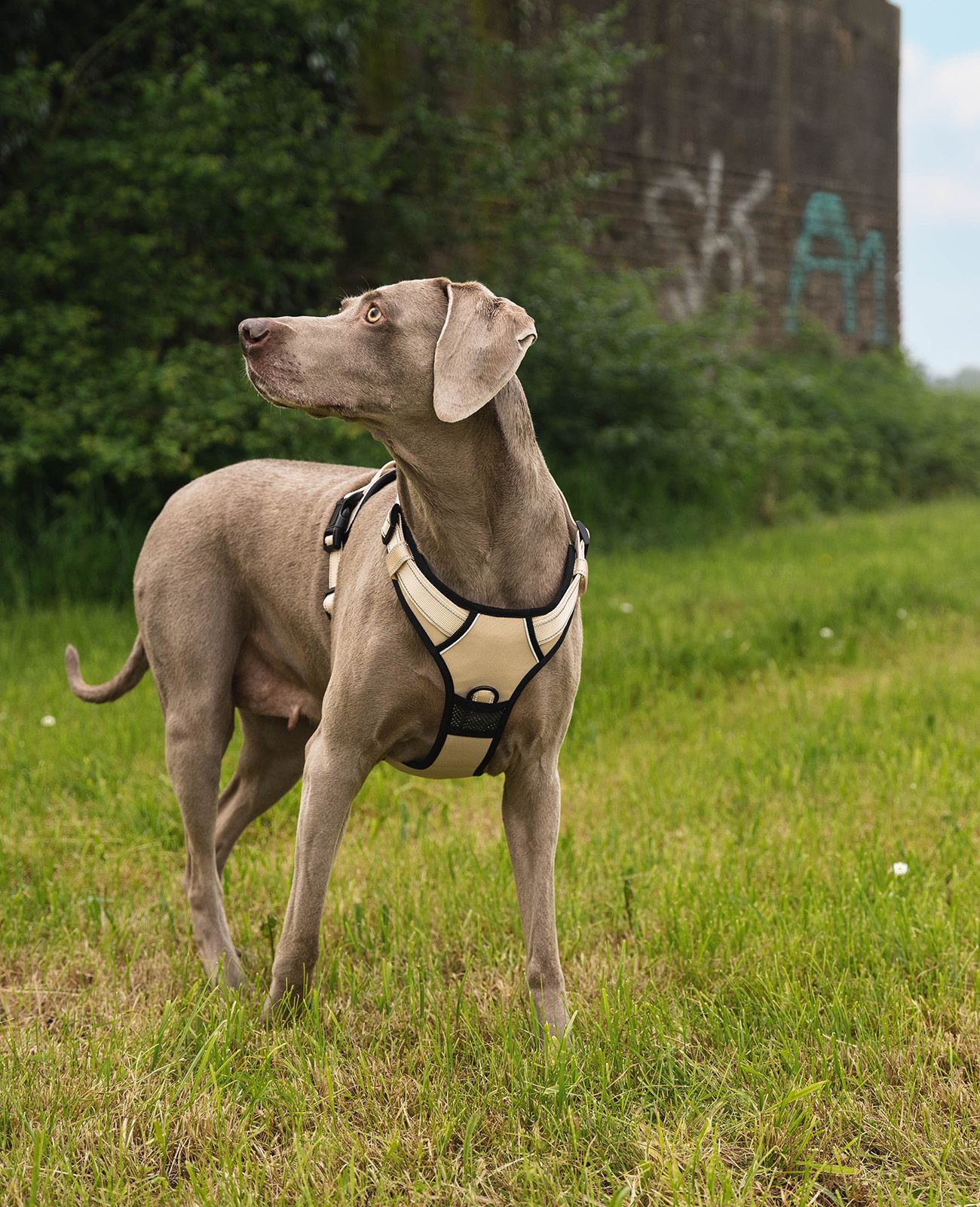 lionto Hundegeschirr