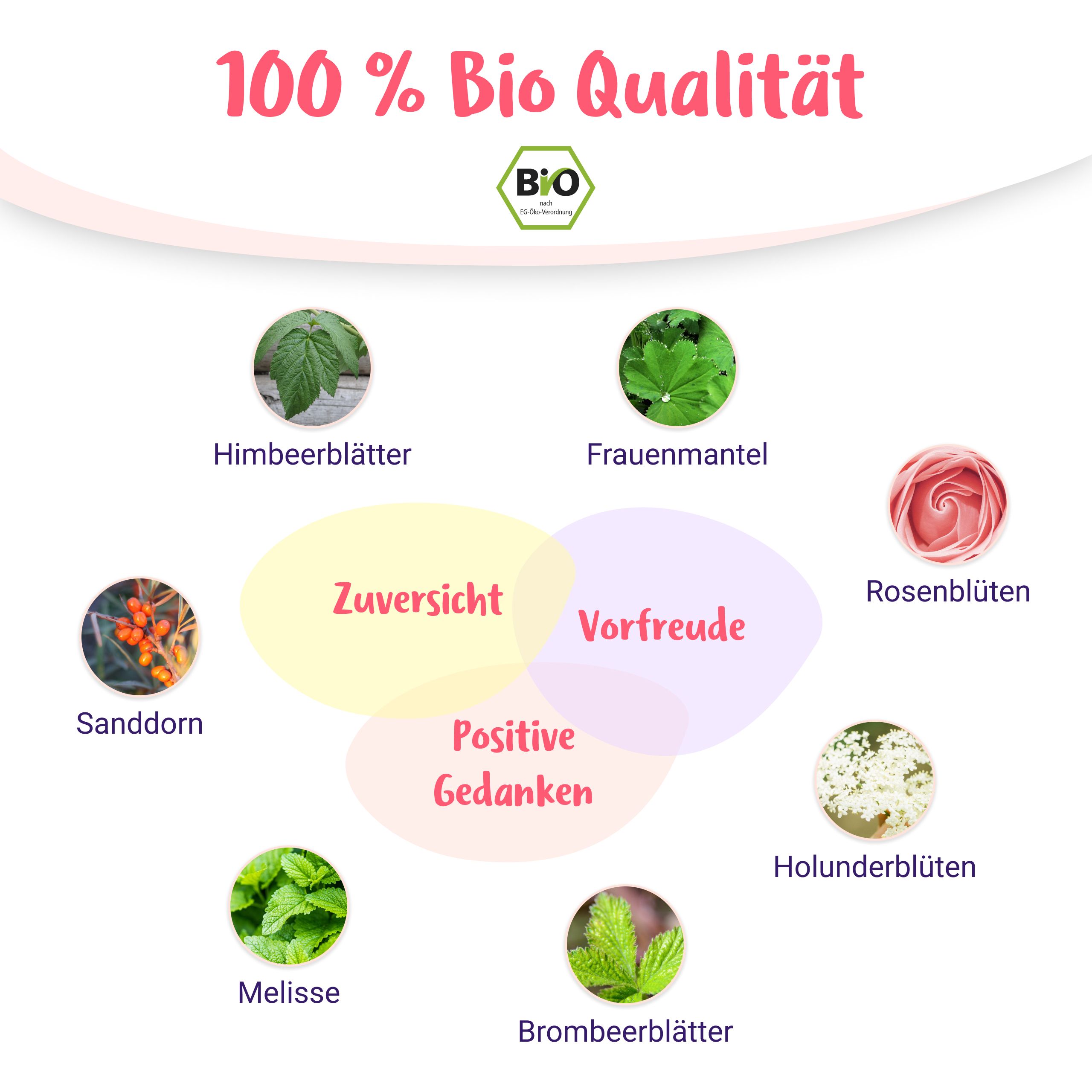 Zutatenübersicht des PregniVital Bio Kräutertees: Himbeerblätter, Frauenmantel, Sanddorn, Rosenblüten, Holunderblüten, Brombeerblätter, Melisse.