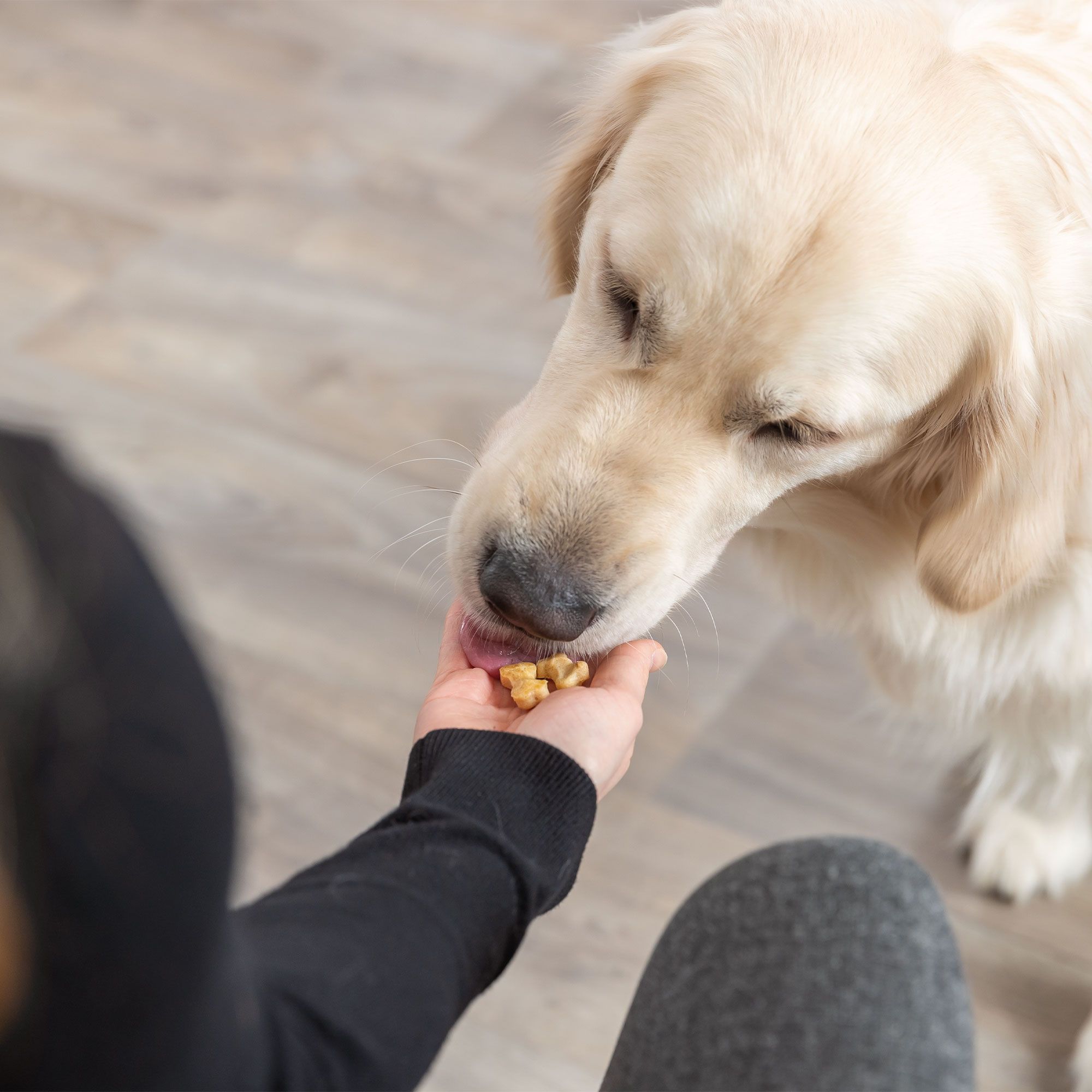 Hund frisst Leckerlis aus der Hand. Leckerlis sind herzförmig.