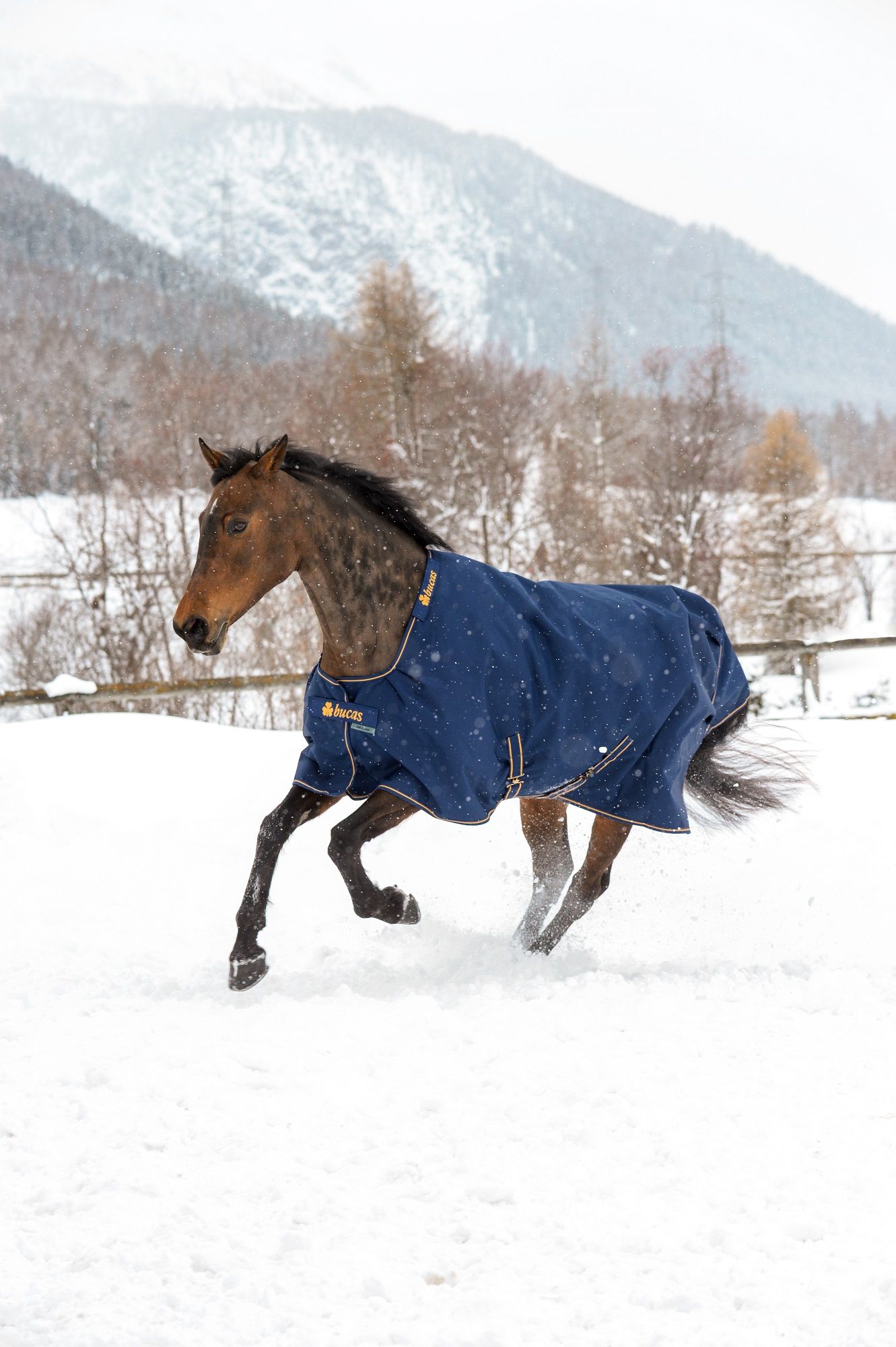 Blauer Bucas Irish Turnout Light-Pferde-Regenschutz mit goldfarbenen Details. Pferd im Schnee. Logo sichtbar.