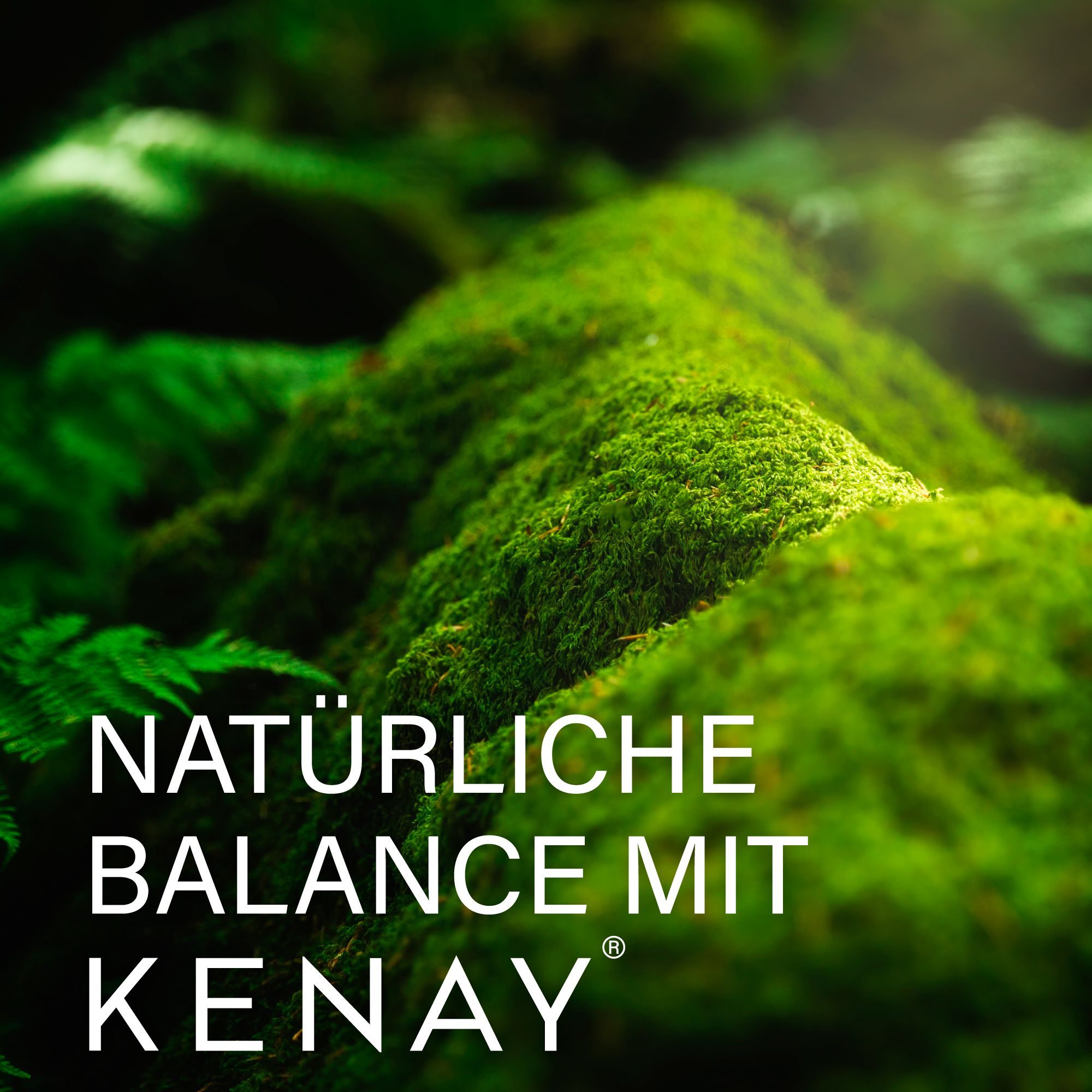 JOD Ökologische Algen-Ascophyllum nodosum - Kelp PureSea®  | KENAY®