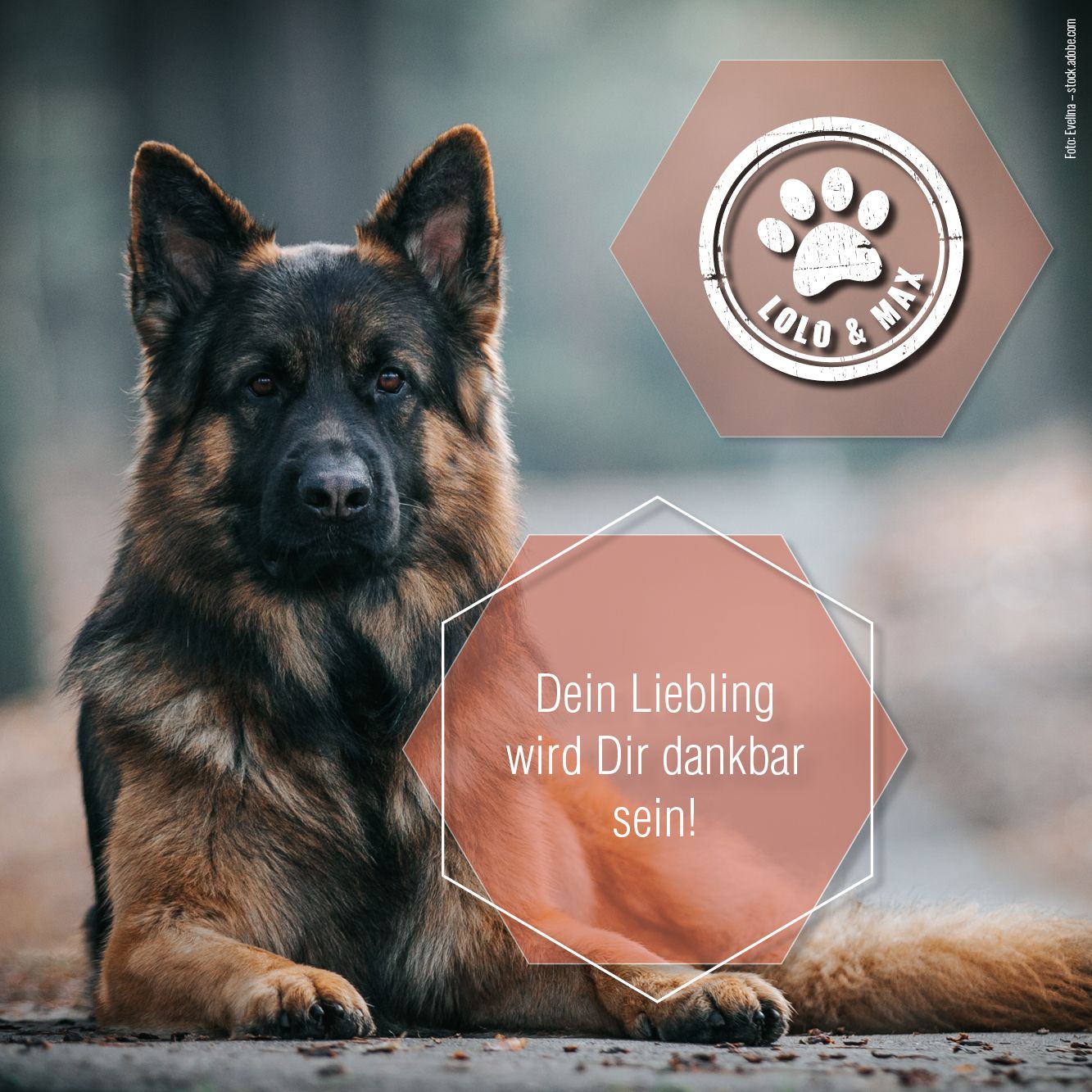 Hund im Freien. Logo mit Pfote und Marke Lolo & Max. Text: Dein Liebling wird Dir dankbar sein!