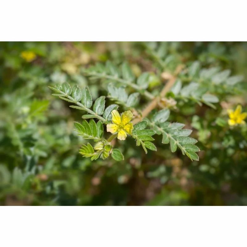 Tribulus Kapseln Terrestris von Vitamin Fuchs