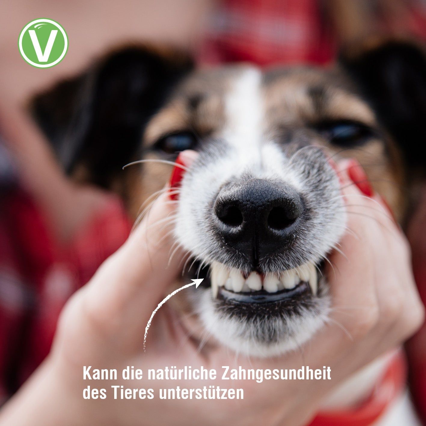 Vetlando Zahnpflege-Spray