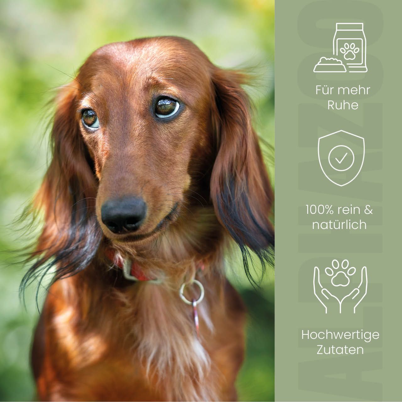 Langhaar Dackel. Text: Für mehr Ruhe, 100% rein & natürlich, hochwertige Zutaten. Icons.