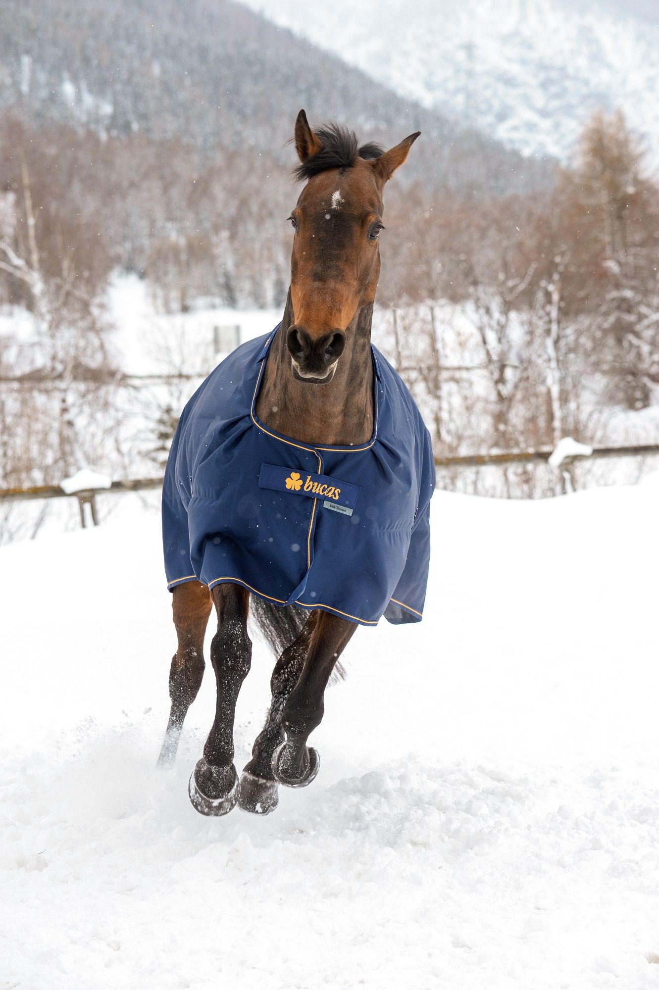 Blauer Bucas Irish Turnout Light-Pferde-Regenschutz mit goldfarbenen Details. Pferd rennt im Schnee. Logo sichtbar.
