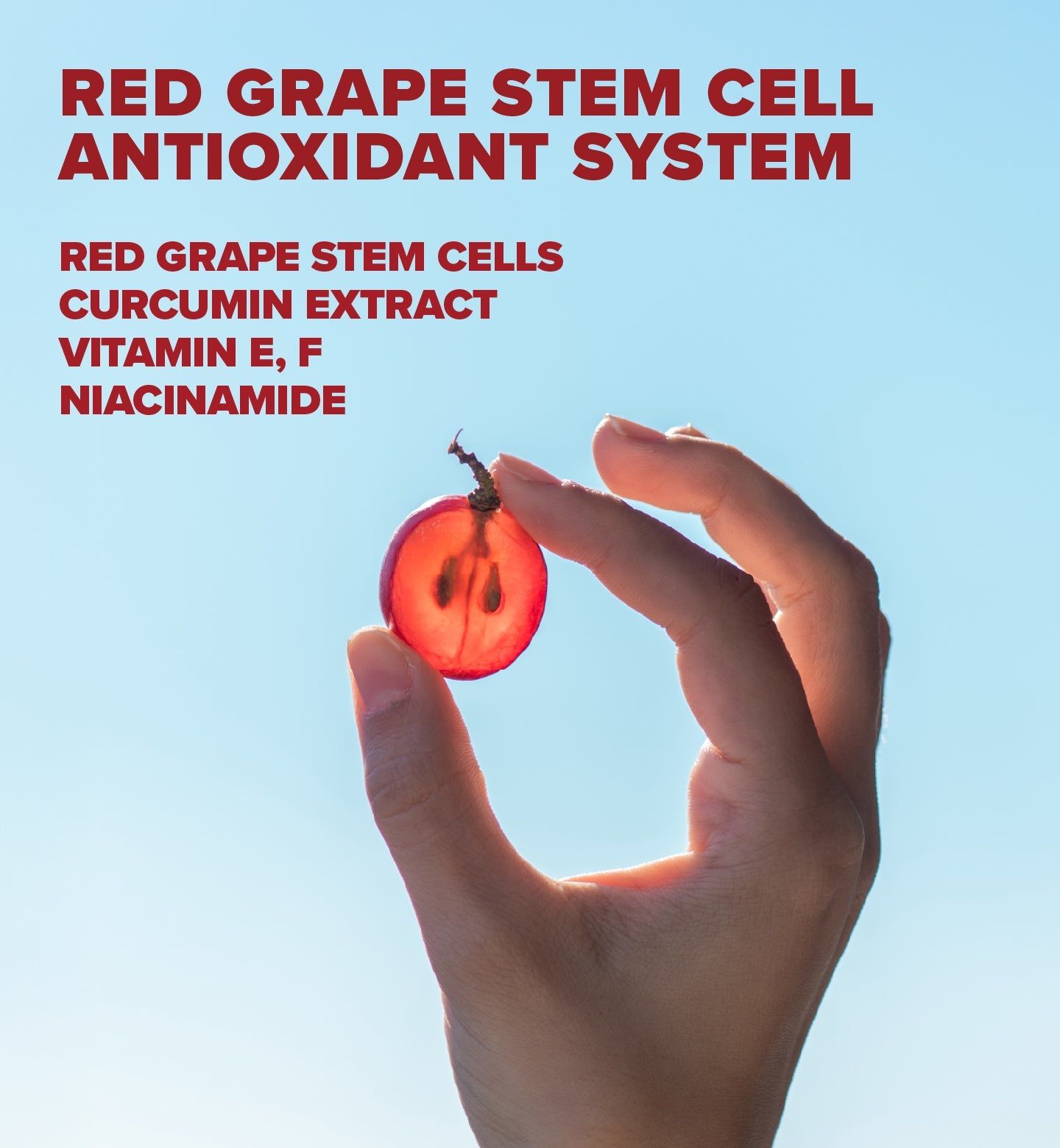 Hand hält eine halbierte rote Traube. Text: Red Grape Stammzellen Antioxidans-System, Red Grape Stammzellen, Curcumin-Extrakt, Vitamin E, F, Niacinamid.