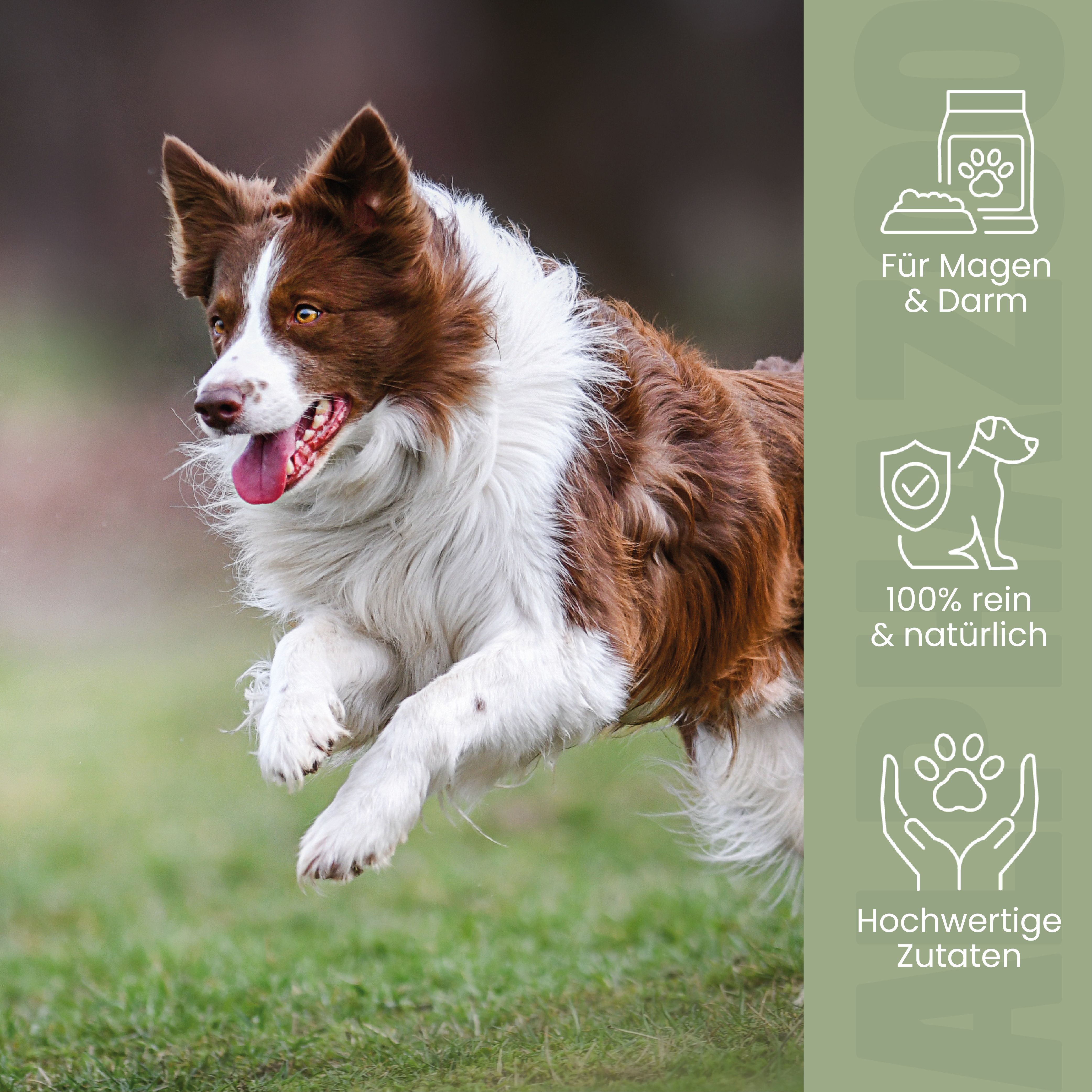 Brauner Hund rennt über grüne Wiese. Text: Für Magen & Darm, 100% rein & natürlich, hochwertige Zutaten. Logos.
