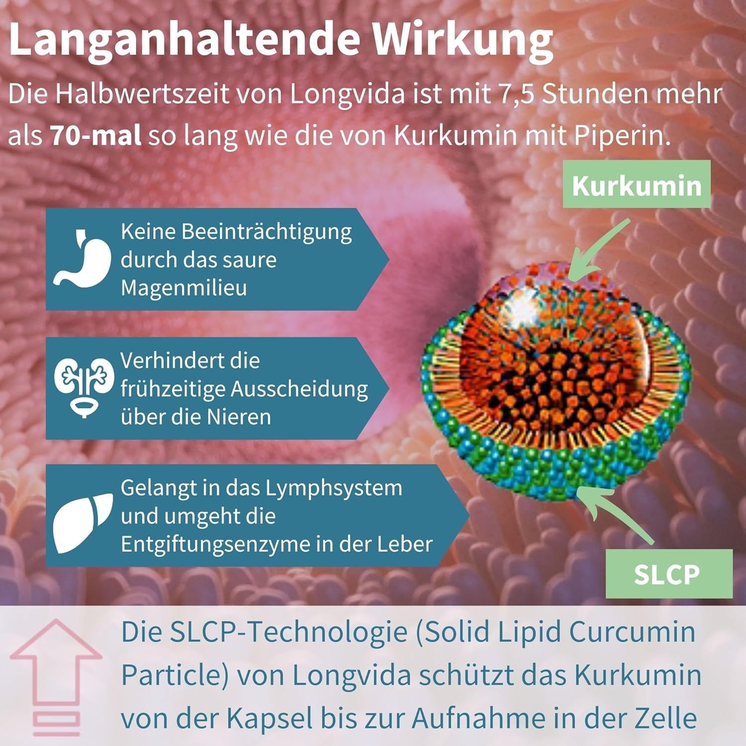 Grafik: Kurkumin-Molekül. Text: Langanhaltende Wirkung. 7,5 Stunden Halbwertszeit. Schützt vor Ausscheidung über Nieren.