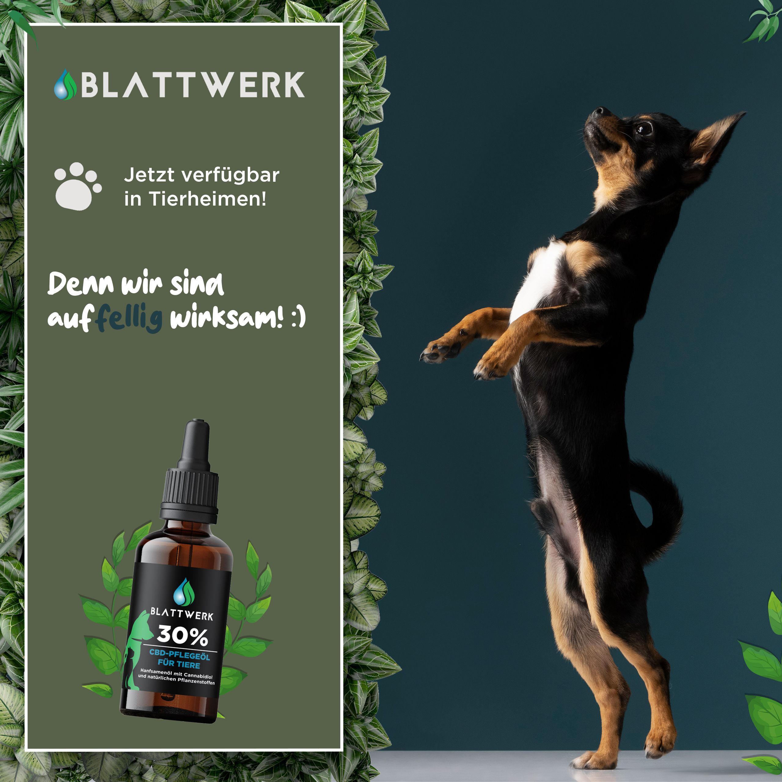 30% CBD Öl für Hunde & Katzen - Deutsche Qualität - CBD Öl Hund - 10ml - 250 CBD Tropfen - BLATTWERK