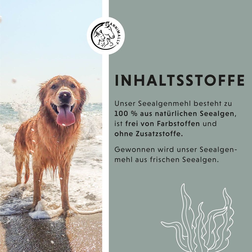 Grafik mit Hund am Strand und Text. Text: Unser Seealgenmehl besteht zu 100% aus natürlichen Seealgen, ist frei von Farbstoffen und ohne Zusatzstoffe.